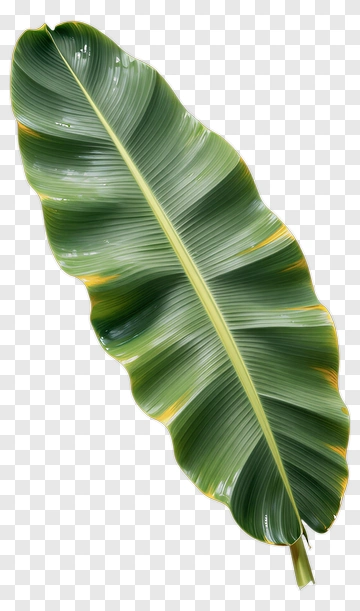 Large Green Leaf PNG
