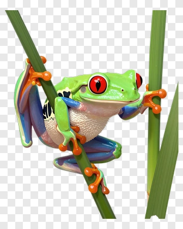 Colorful Red-Eyed Tree Frog Climbing On Bamboo Sticks PNG
