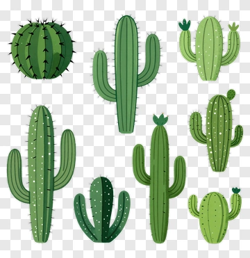 Collection Of Cacti PNG