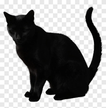 Black Cat Sitting PNG