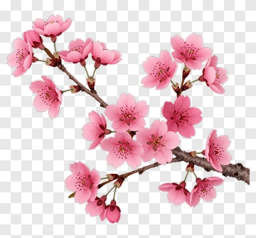 Cherry Blossom Branch PNG