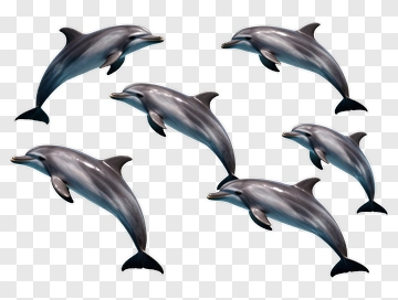 Group Of Dolphins Swimming Together PNG