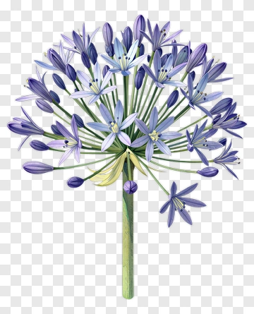 Purple Agapanthus Flower Bouquet PNG