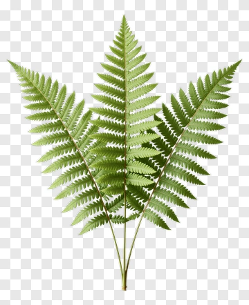 Green Fern Leaf PNG