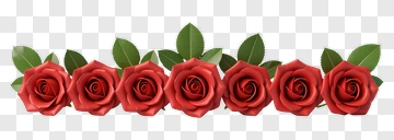 Red Roses With Green Leaves PNG