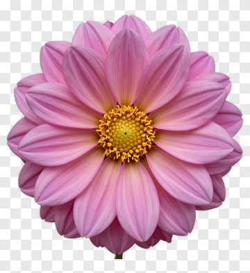 Pink Flower With Yellow Center PNG