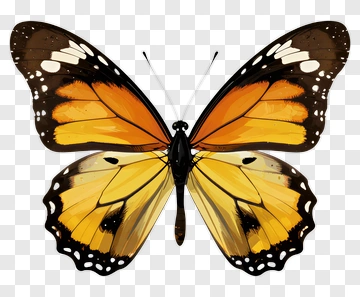 Monarch Butterfly With Orange And Black Wings PNG
