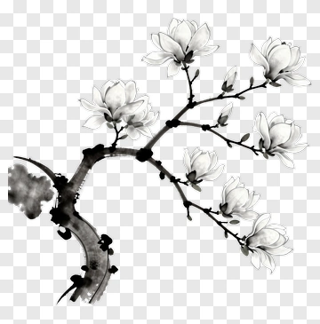 Black And White Magnolia Branch With Flowers PNG