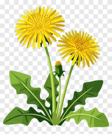 Dandelion Flower With Green Leaves PNG