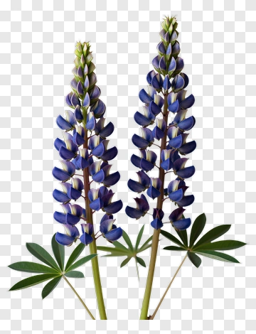 Blue Lupine Flower PNG
