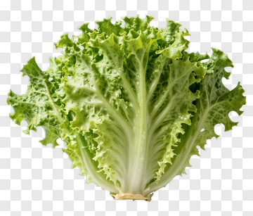 Fresh Green Lettuce PNG