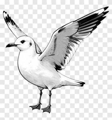 Seagull With Outstretched Wings PNG