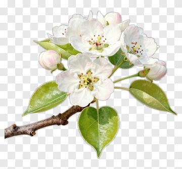 White Flowering Pear Blossom PNG