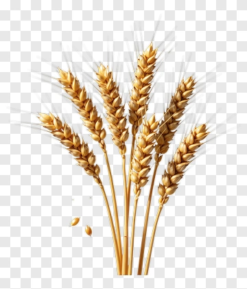 Wheat Sheaves PNG
