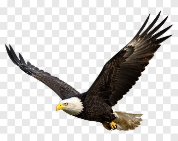 Bald Eagle In Flight PNG