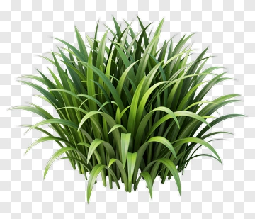 Realistic Green Grass PNG