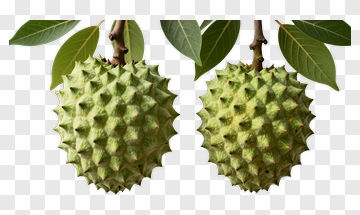 Green Spiky Fruit With Leaves PNG