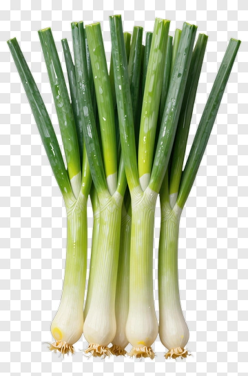 Fresh Green Onions PNG