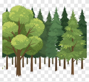 Illustration Of A Forest With Various Trees PNG