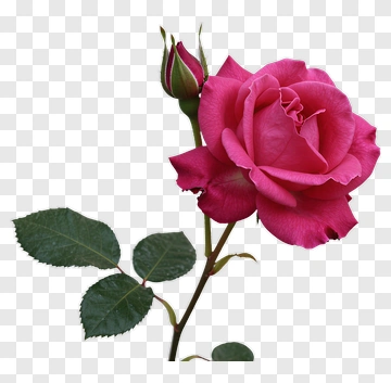 Pink Rose With Bud PNG