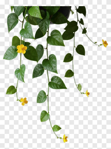 Hanging Plant With Green Leaves And Yellow Flowers PNG