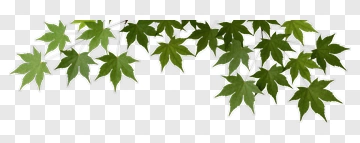 Green Maple Leaves PNG
