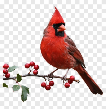 Red Cardinal On A Berry Branch PNG