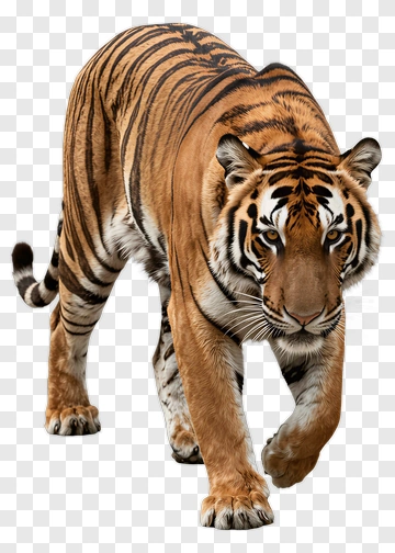 Tiger Walking PNG