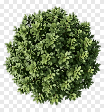 Green Bush PNG