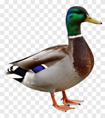 Mallard Duck Standing PNG
