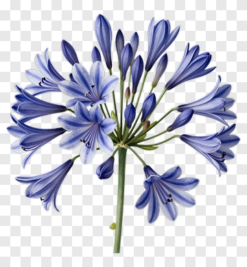 Blue Agapanthus Flower Bouquet PNG