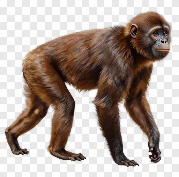 Realistic Walking Monkey PNG