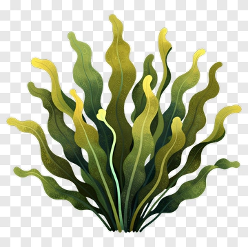 Colorful Seaweed Plant PNG