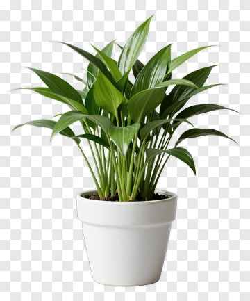 Potted Green Plant PNG