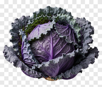 Purple Cabbage PNG