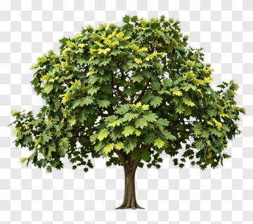 Green Tree With Dense Foliage PNG