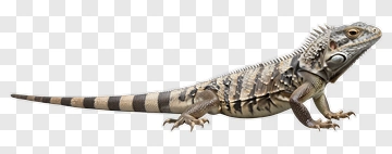 Lizard With Spiky Back And Striped Tail PNG