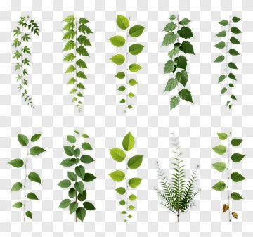 Collection Of Green Leaves And Ferns PNG