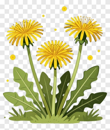 Colorful Dandelion Flowers PNG