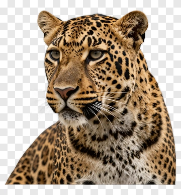 Leopard With Distinctive Spots PNG