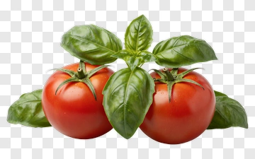 Fresh Tomatoes With Basil Leaves PNG