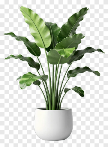 Potted Green Plant PNG