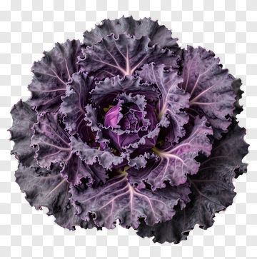 Purple Decorative Cabbage PNG