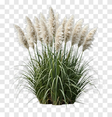 Pampas Grass Plant PNG