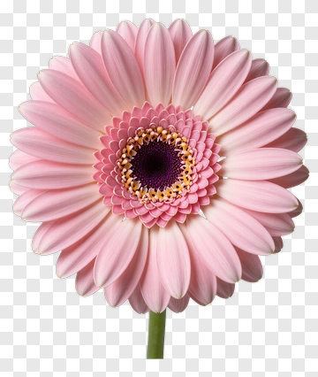 Pink Gerbera Daisy Flower PNG