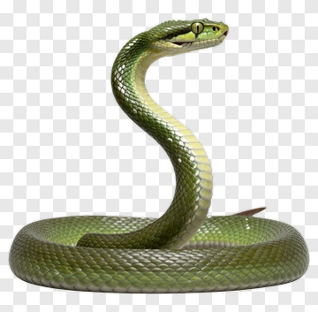 Green Snake PNG