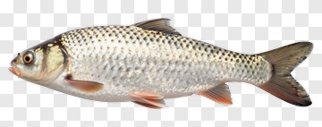 Fish PNG