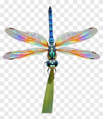 Colorful Dragonfly With Iridescent Wings PNG
