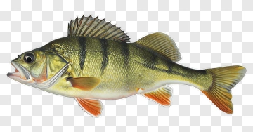 Realistic Perch Fish PNG