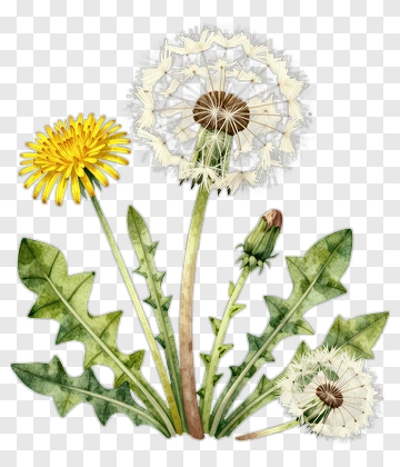 Watercolor Dandelion Flower Arrangement PNG